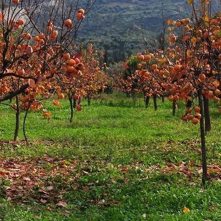 Gasthof Trikalon Muses Art Suites Synikia Mesi Trikalon