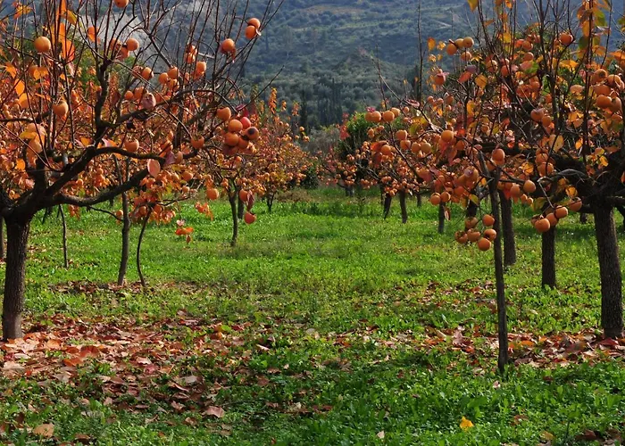 Penzion Trikalon Muses Art Synikia Mesi Trikalon